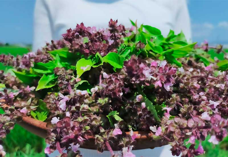 坂井市竹田のホーリーバジル農園