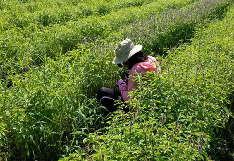 坂井市竹田のホーリーバジル農園