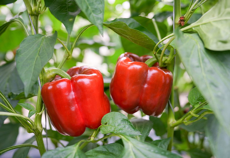 野菜みらい計画