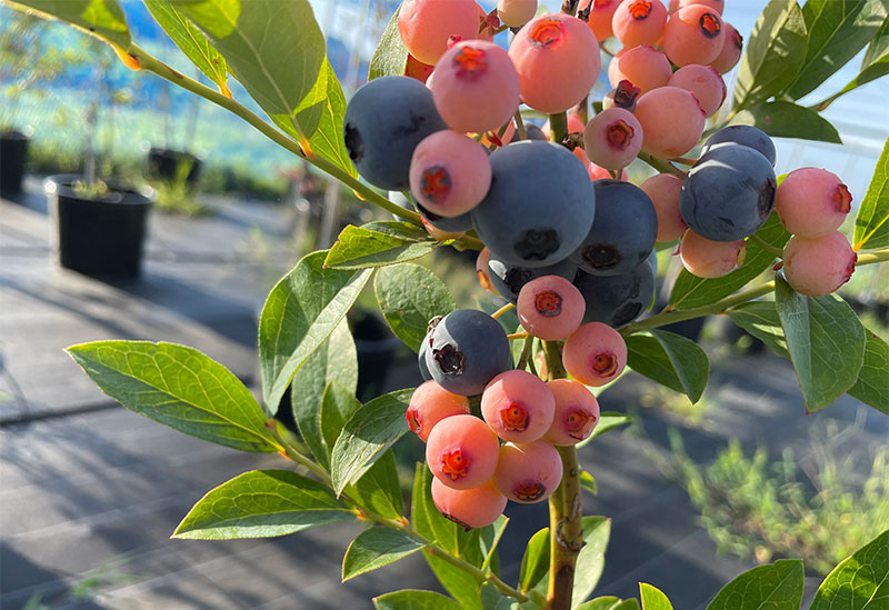 あいさいベリーＬＡＢＯ