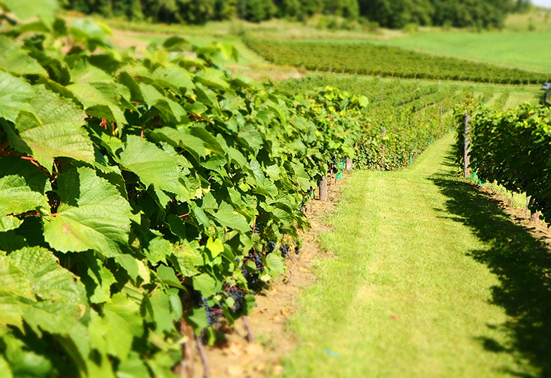 Infeeld winery(インフィールド ワイナリー)