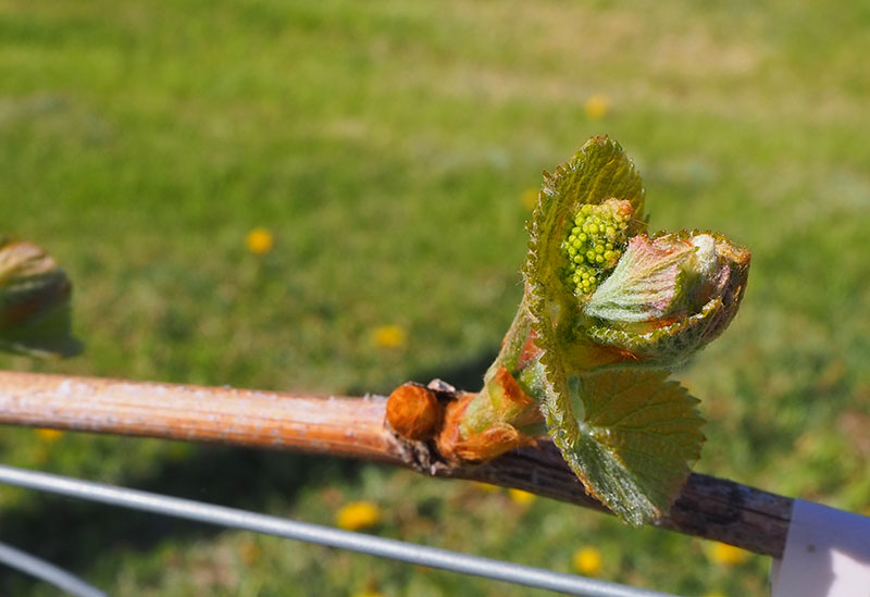 Infeeld winery(インフィールド ワイナリー)