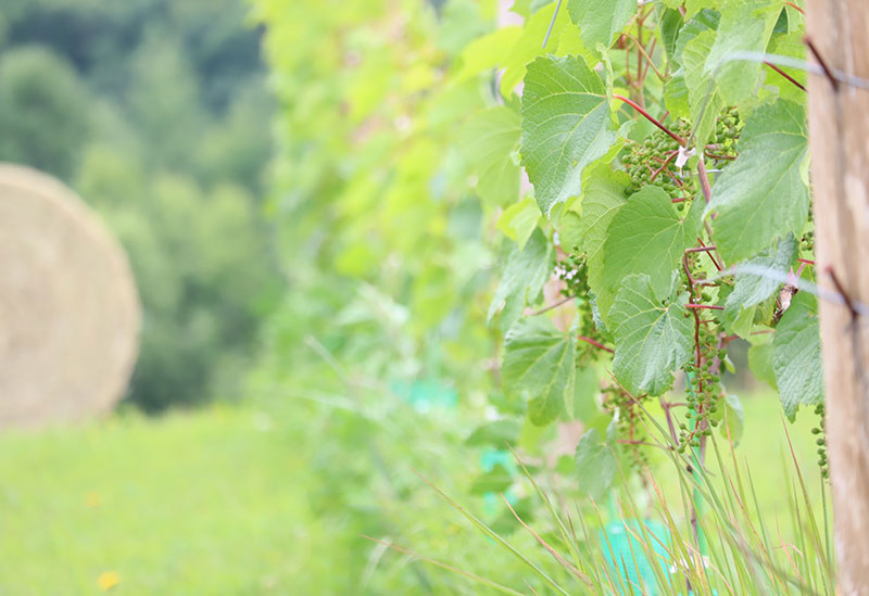 Infeeld winery(インフィールド ワイナリー)