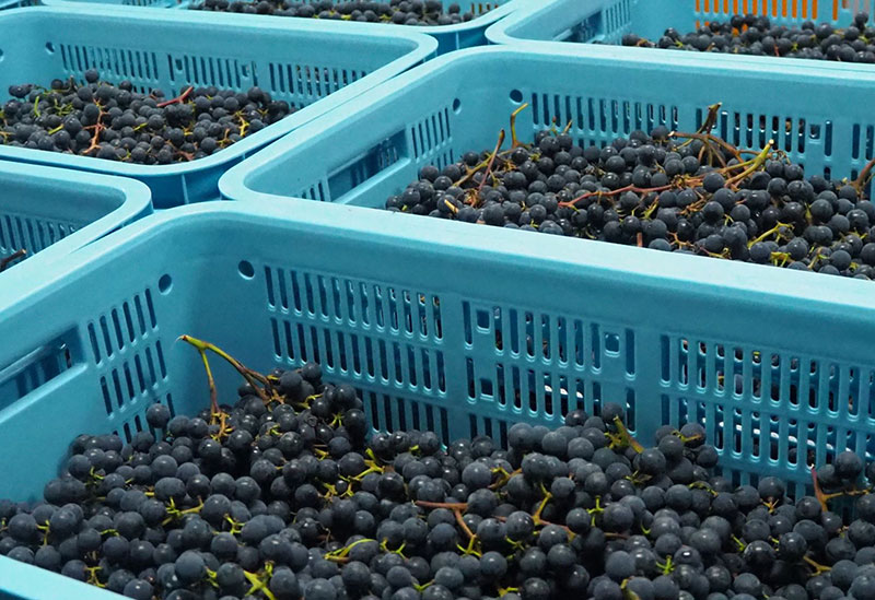 Infeeld winery(インフィールド ワイナリー)