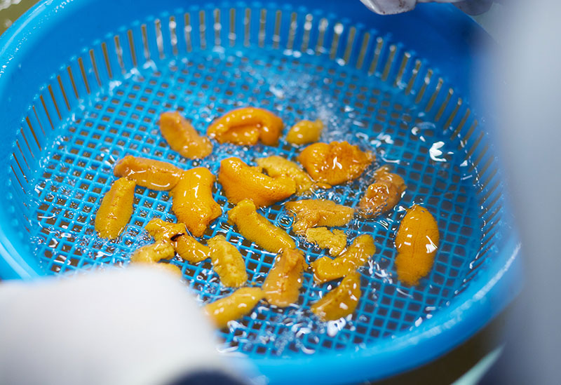 根室うにまつり