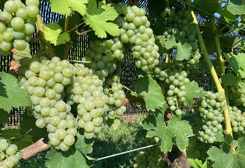 新鶴ワイナリー