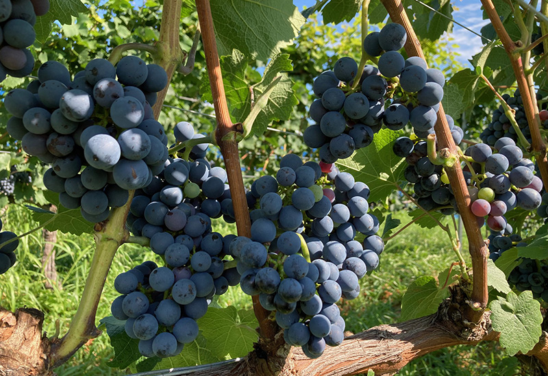 新鶴ワイナリー