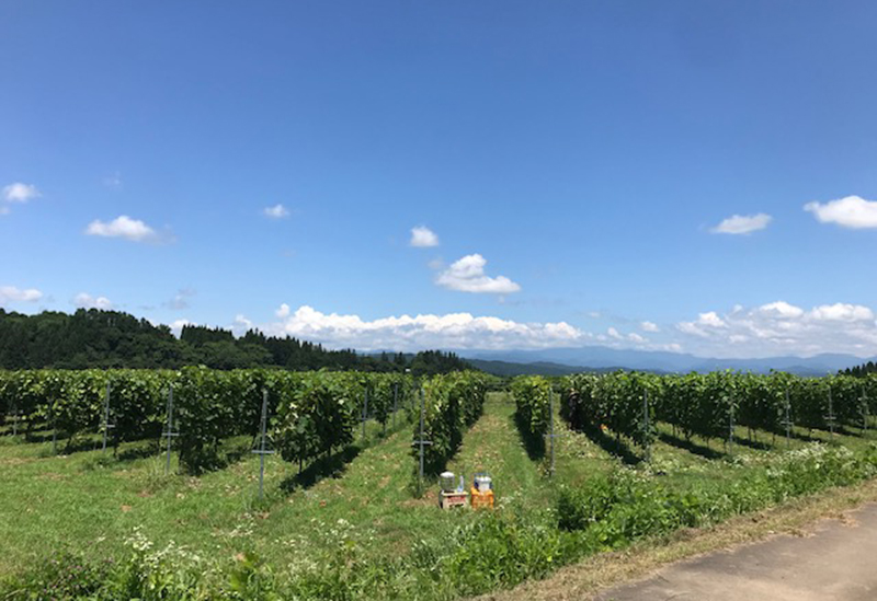 新鶴ワイナリー