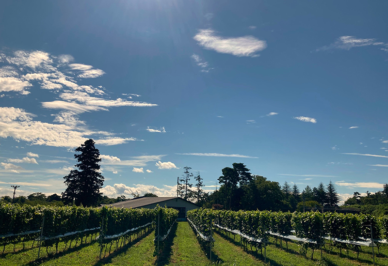 新鶴ワイナリー