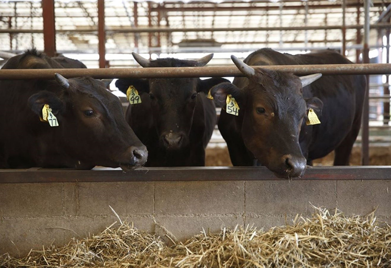 有限会社 有田牧畜産業