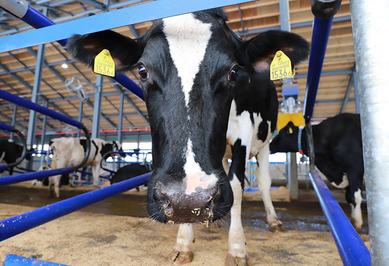 株式会社OSAKA FARMS