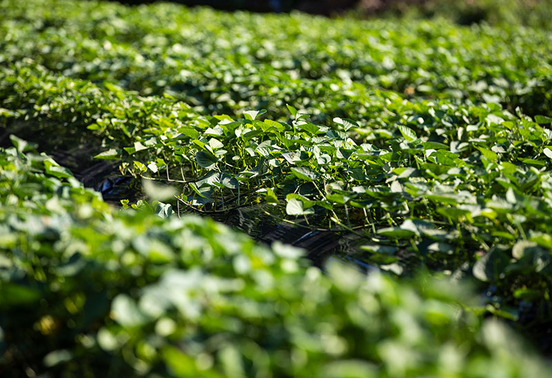 株式会社伊七郎