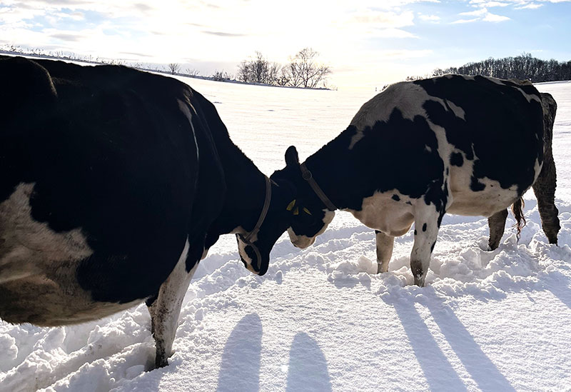 ニセコリン・リンファーム