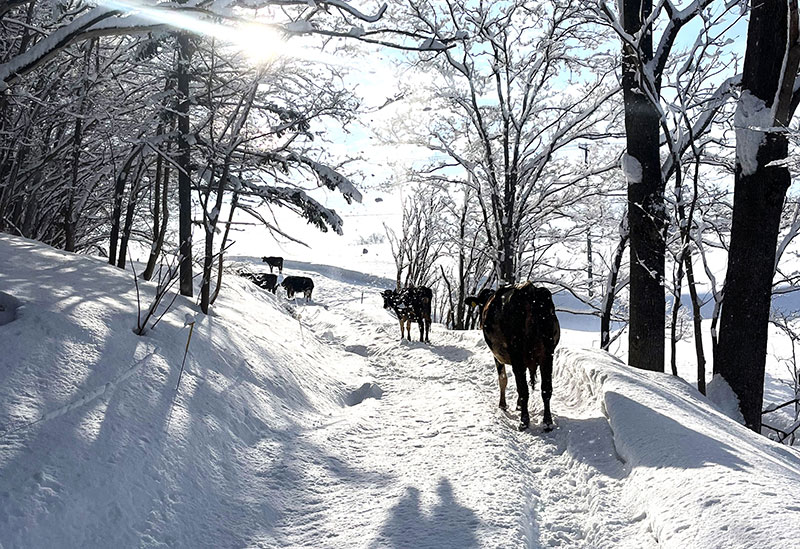 ニセコリン・リンファーム