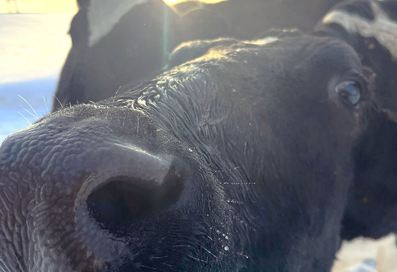 ニセコリン・リンファーム