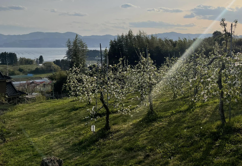 アップル吉田のりんご屋さん