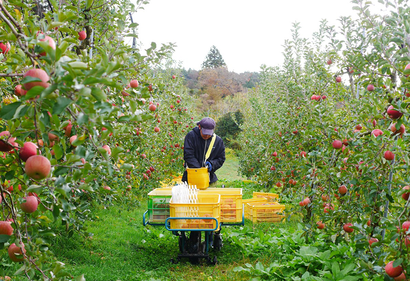 アップル吉田のりんご屋さん