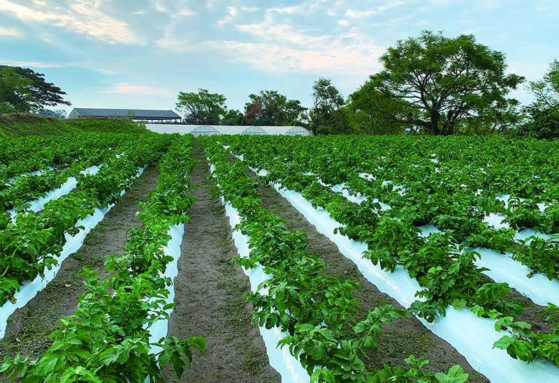垂水大同青果株式会社