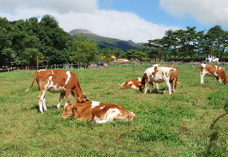 那須高原 南ヶ丘牧場
