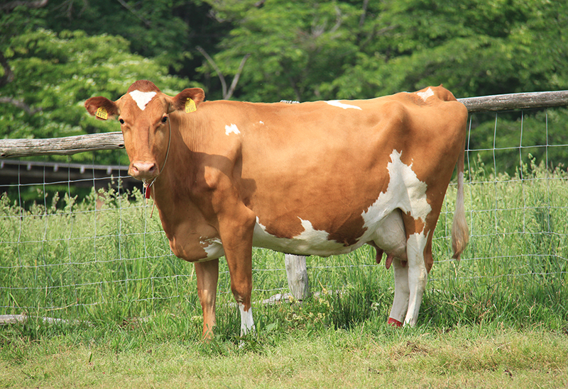 那須高原 南ヶ丘牧場
