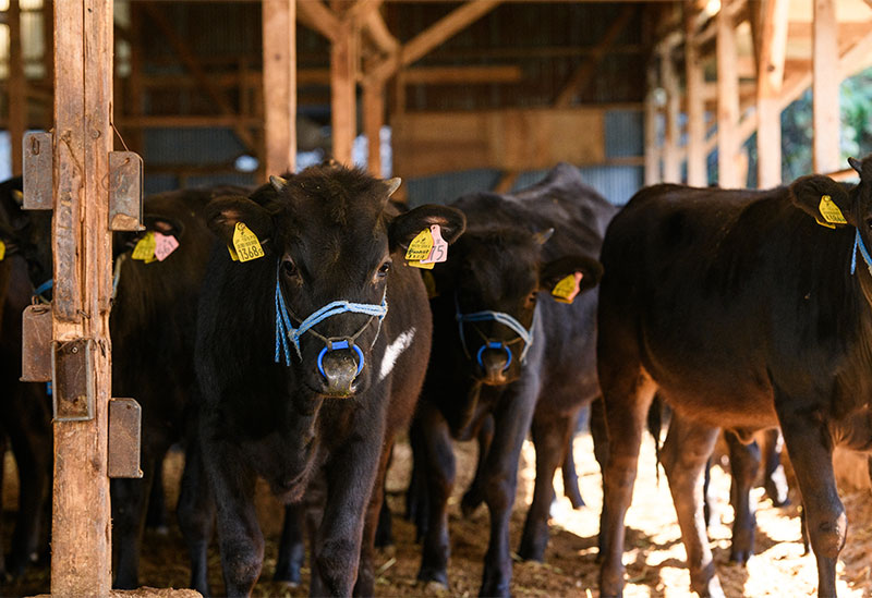 株式会社黒毛和牛の岡田