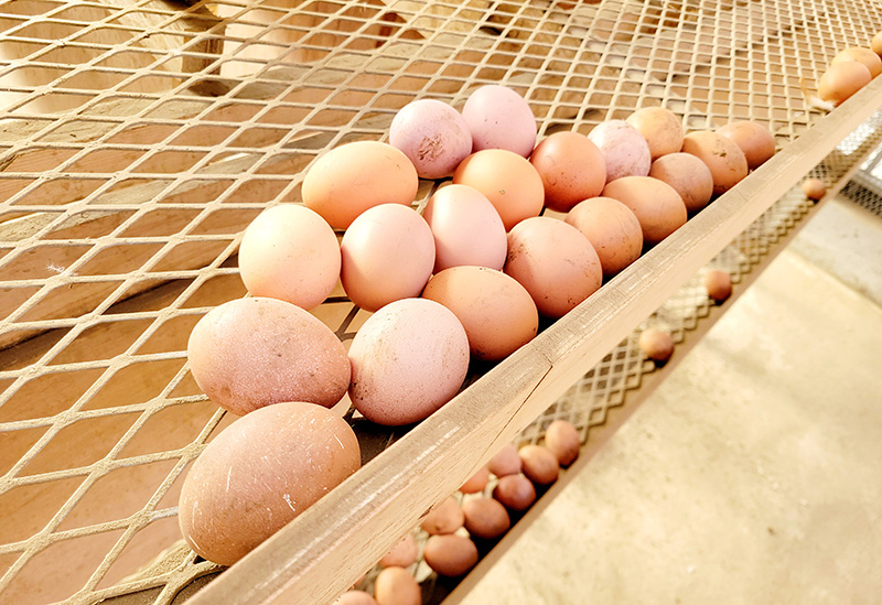 いたか自然農園