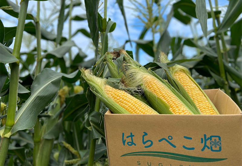 はらぺこ畑　杉正農園