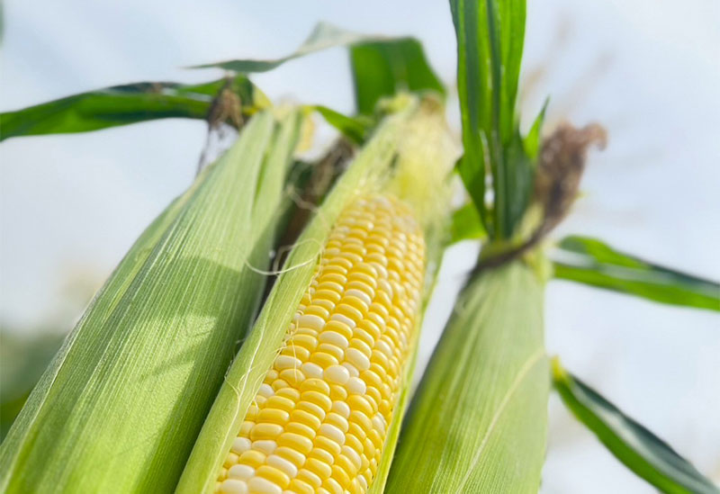 はらぺこ畑　杉正農園