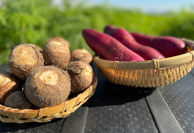 はらぺこ畑　杉正農園