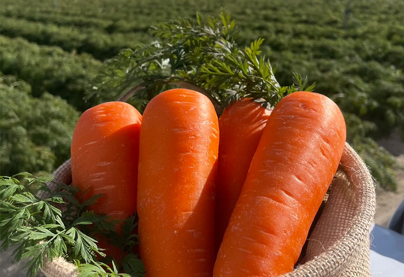 はらぺこ畑　杉正農園