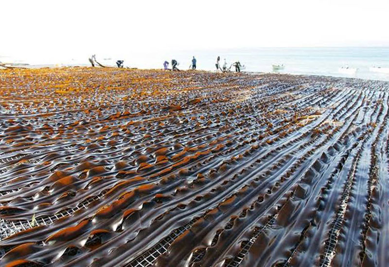 株式会社小松海藻