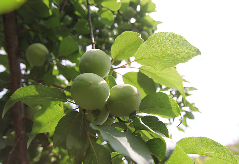 株式会社大阪屋