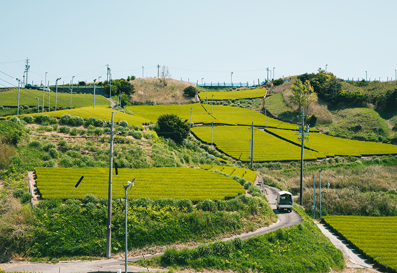 日本茶 きみくら