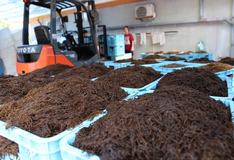 マジャーランドのネットショップ