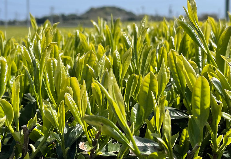 JA南さつま　知覧茶業センター