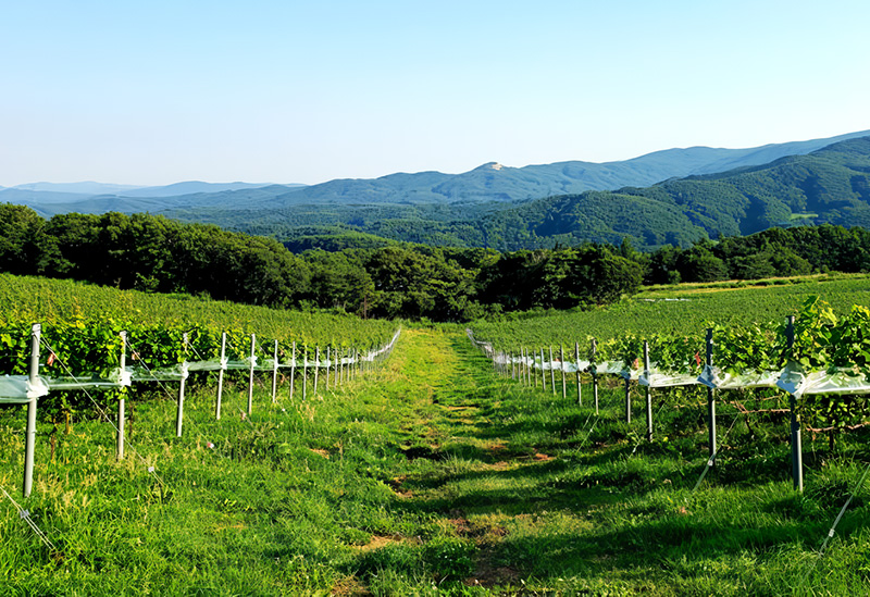 かわうちワイナリー
