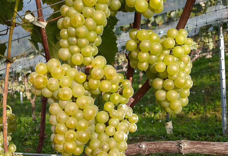 かわうちワイナリー