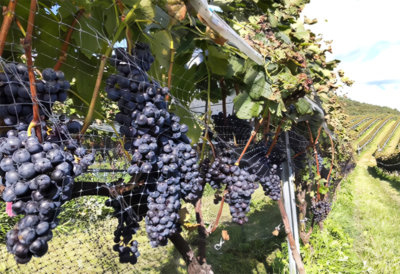 かわうちワイナリー