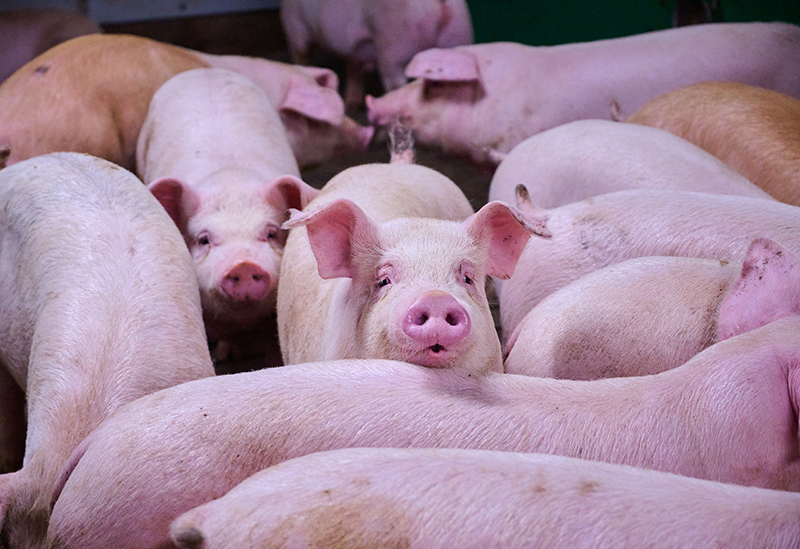 下仁田ミート株式会社