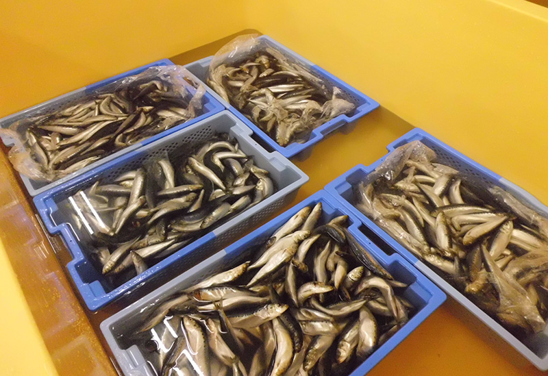 山徳平塚水産株式会社