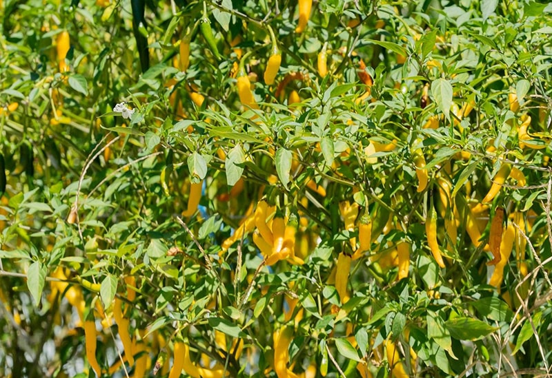 祇園味幸 桂川店