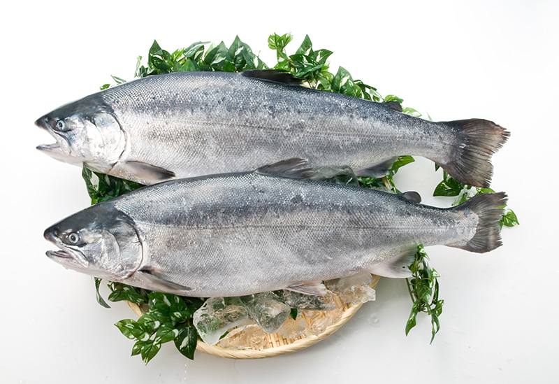 宮城県漁業協同組合