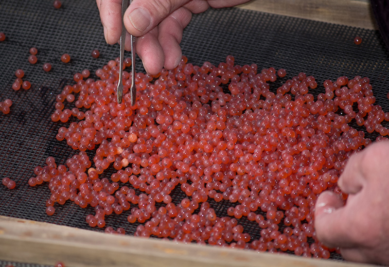 宮城県漁業協同組合