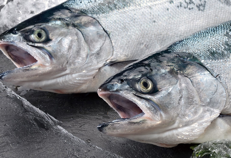 宮城県漁業協同組合