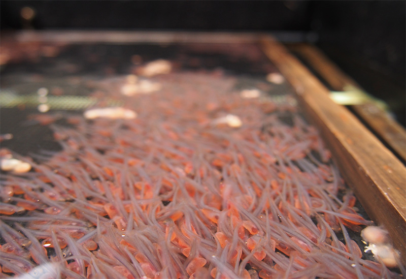 宮城県漁業協同組合