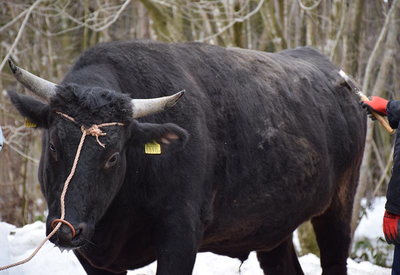 佐藤食肉ミートセンター