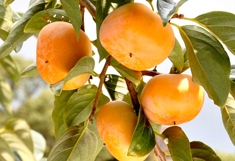 JA佐渡産直ネット さどまるしぇ