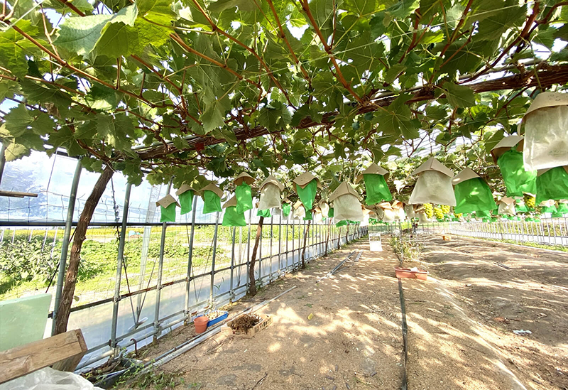 JA佐渡産直ネット さどまるしぇ