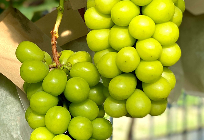 JA佐渡産直ネット さどまるしぇ