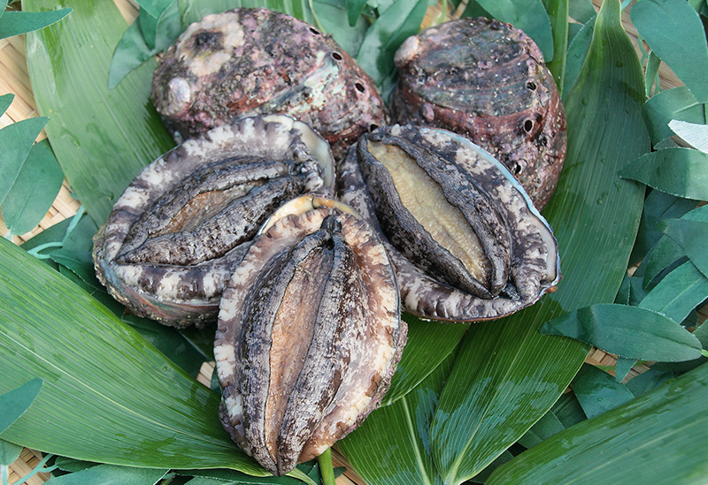 室蘭漁業協同組合